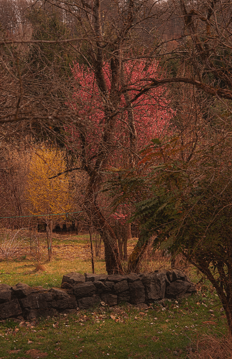 Garden and Trees, Espe, summer